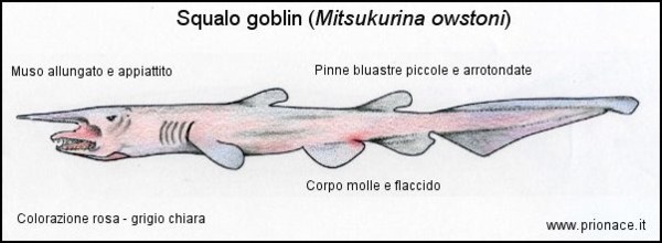 Squalo goblin